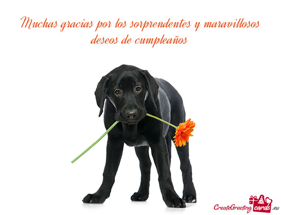 Sorprendentes